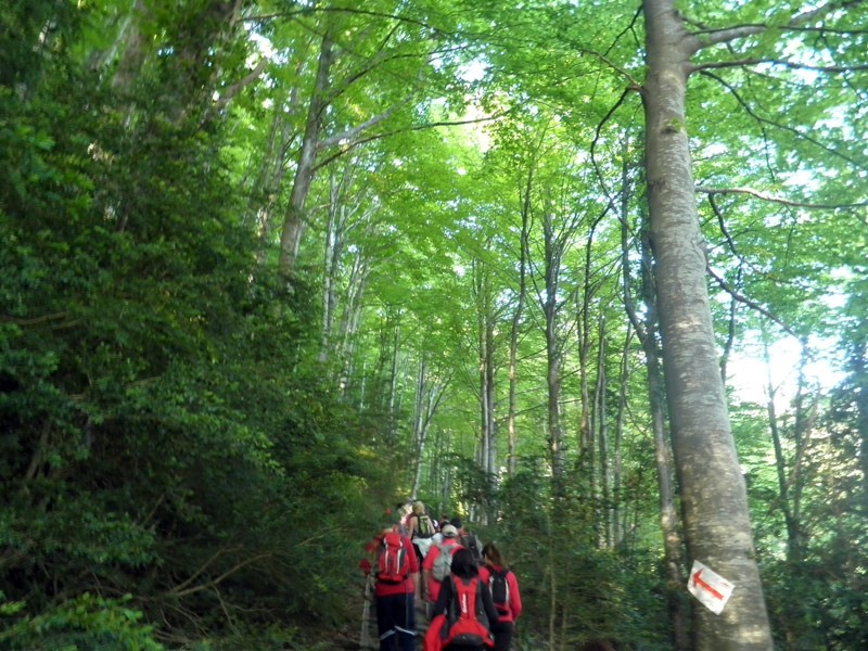 11-Fageda-al-cami-dels-matxos