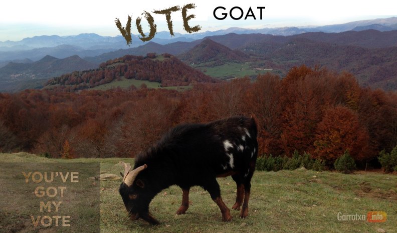 vote goat